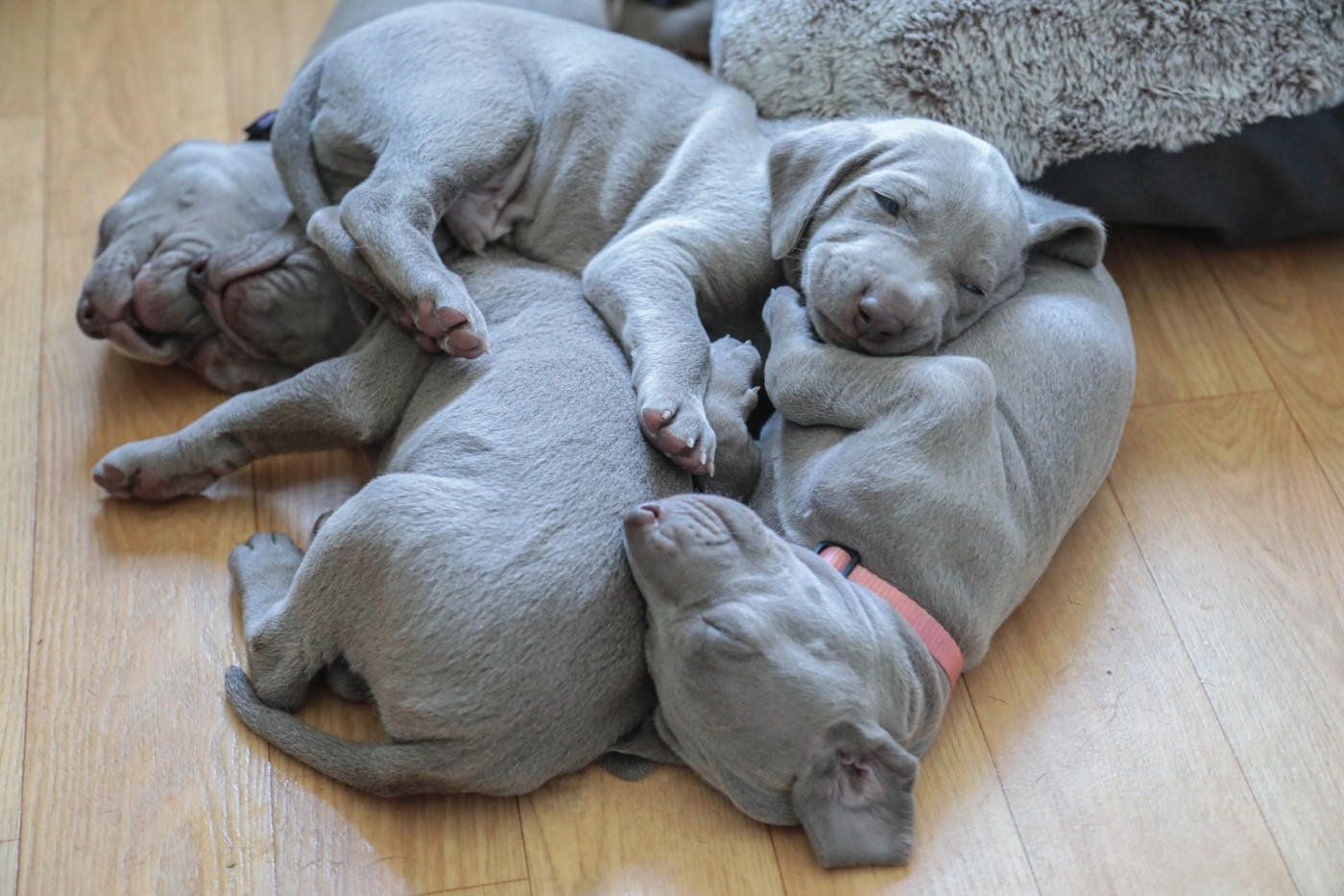 Quelques chiots males disponibles