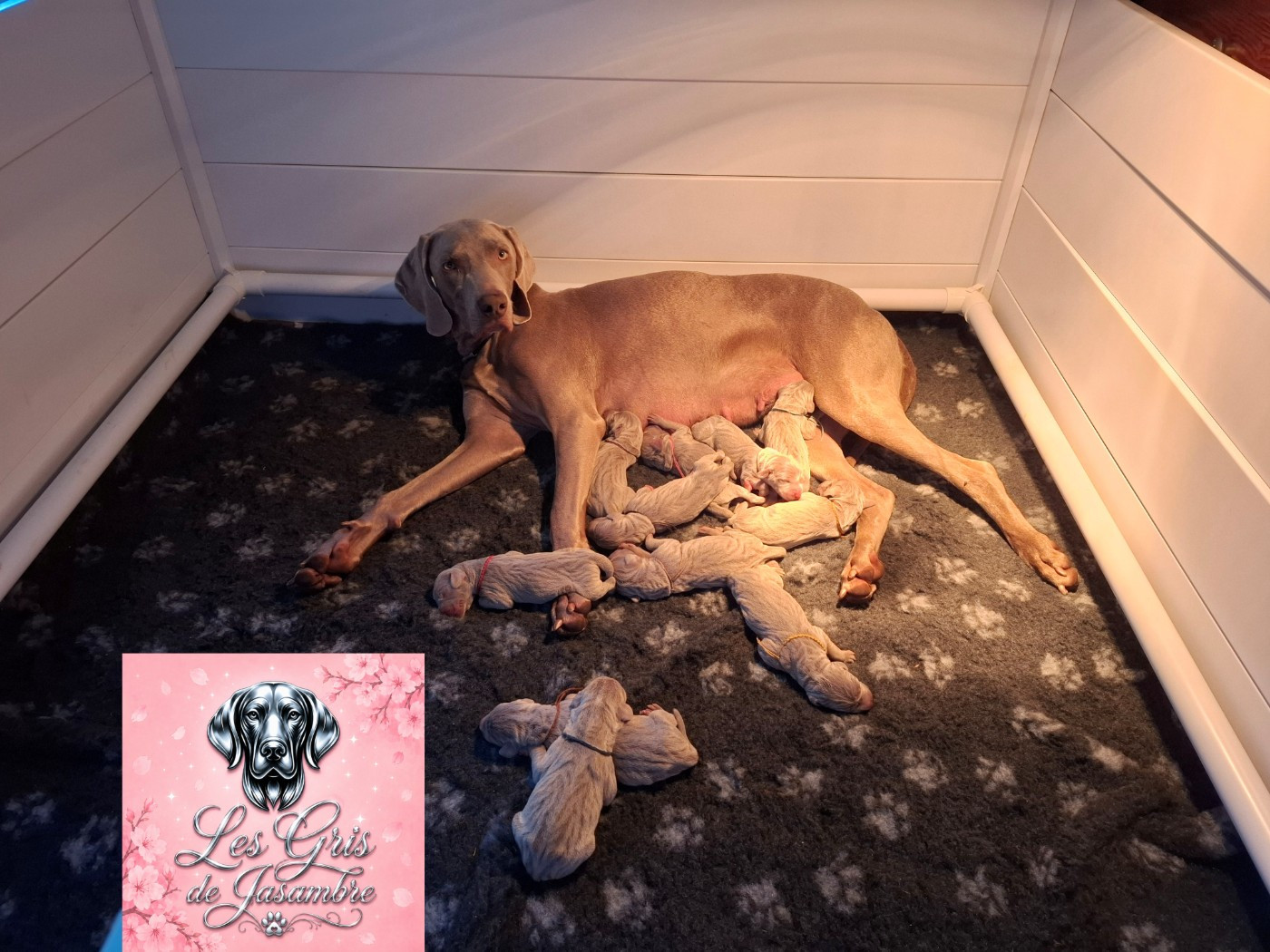 Des Gris De Jasambre - Chiots disponibles - Braque de Weimar