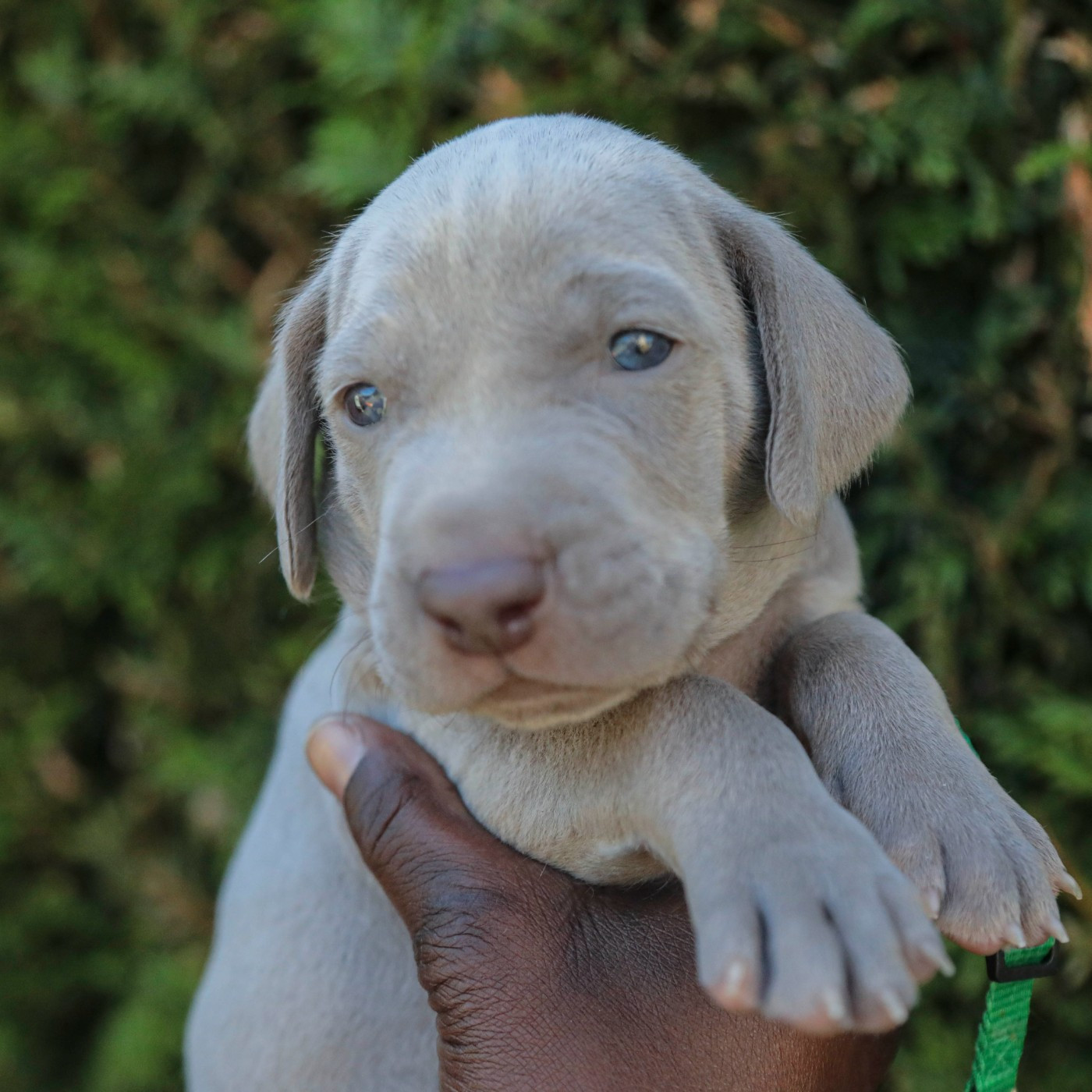 Des Gris De Jasambre - Chiots disponibles - Braque de Weimar