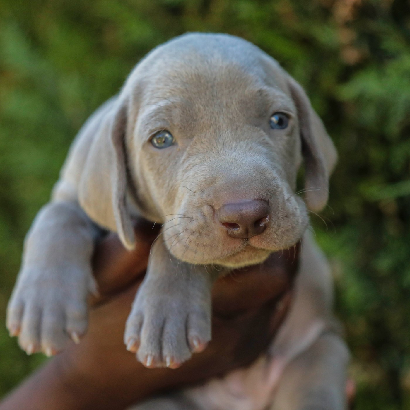 Des Gris De Jasambre - Chiots disponibles - Braque de Weimar