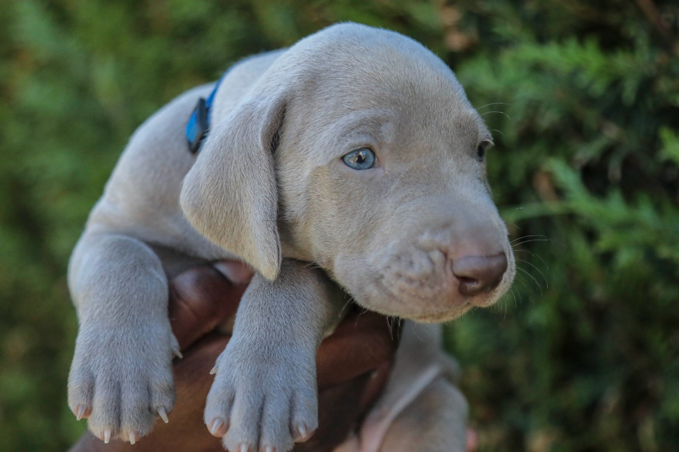 Des Gris De Jasambre - Chiots disponibles - Braque de Weimar
