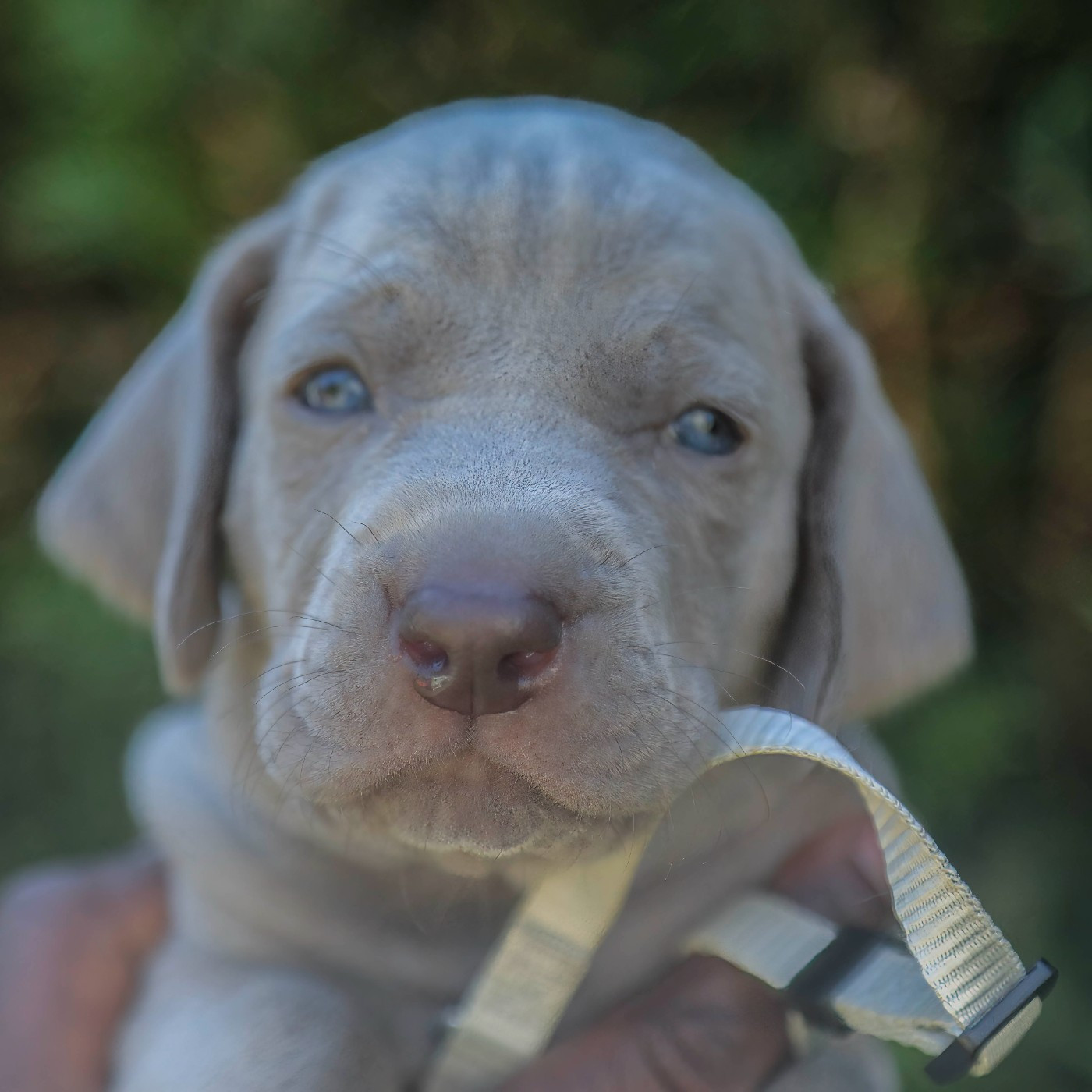 Des Gris De Jasambre - Chiots disponibles - Braque de Weimar