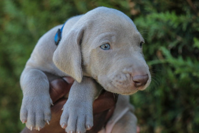 Bleu